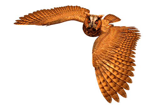 3D rendering of a brown eagle owl isolated on white background
