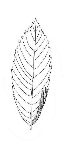 Chestnut. Toothed leaf. Plant in the old book Atlas Botanique by Maout, 1846, Paris