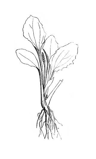 Plantain, radical leaves. Plant in the old book Atlas Botanique by Maout, 1846, Paris