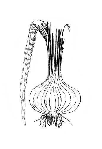Leek. Tubular bulb. Plant in the old book Atlas Botanique by Maout, 1846, Paris