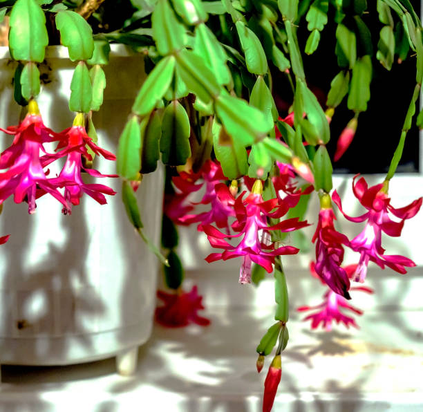 The magenta pink flower of an Epiphyllum plant is about to bloom at night. It is not in full bloom yet