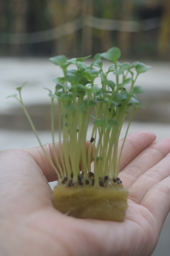 vegetable seeds for growing hydroponically. Seedlings that have started to grow and produce true leaves can be immediately transferred to hydroponic installation media. Seeds are sown in a special medium, called rockwool.