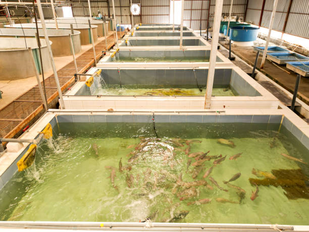 Free picture: juvenile, fish, flow, transport, tank, raceway