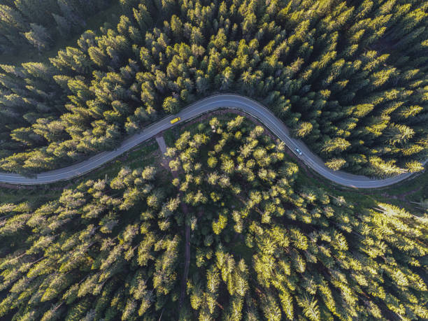 istock Aerial Road Trip at Sunrise in Pine Green Forest. 2114681890