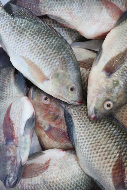 istock fish tilapia, Nile tilapia fish, fish swimming, Fresh raw fish, Fish tanks, fish farming 2114683465