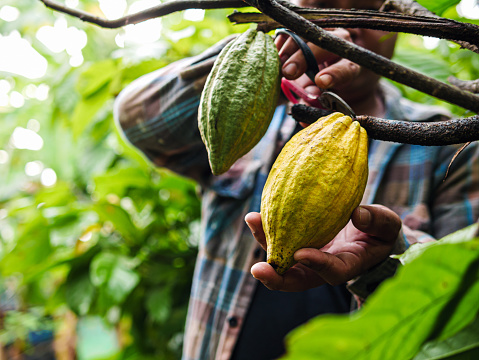 Cocoa farmer use pruning shears to cut the cacao pods or fruit ripe yellow cacao from the cacao tree. Harvest the agricultural cocoa business produces.