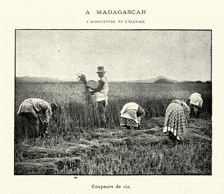 Vintage illustration, Agriculture in Madagascar,  Workers harvesting rice crop, 1899, 19th Century.