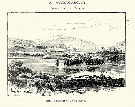 Vintage illustration, Agriculture in Madagascar, Oxen trampling a rice field, 1899, 19th Century.
