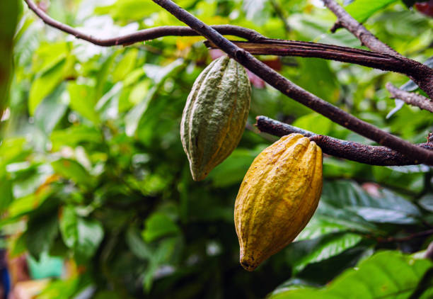 Two cacao on tree ,ripe cacao fruit and green cacao pod on cocoa tree plant fruit plantation