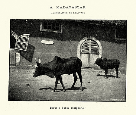 Vintage illustration, Agriculture in Madagascar, Zebu or Madagascan humped ox, 1899, 19th Century.