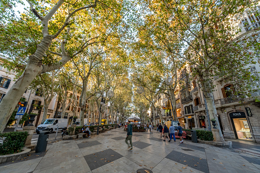 Palma de Mallorca, Spain - October 30 2023: photo of beautiful street, Paseo del Borne in Spain, Europe