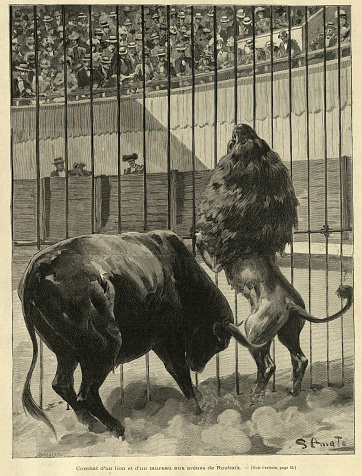 Vintage illustration, History of Bullfighting, Fight between a lion and a bull at the arena of Roubaix, France, 1890s, 19th Century.