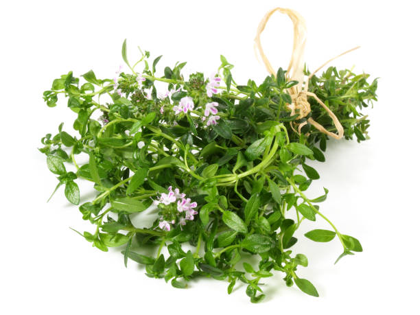 Fresh Herbs - Savory with Blossoms on white Background Savory with Blossoms on white Background bohnenkraut stock pictures, royalty-free photos & images