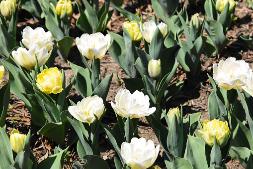 The blooming of tulips gives hope for the promise of spring and warmer temperatures.