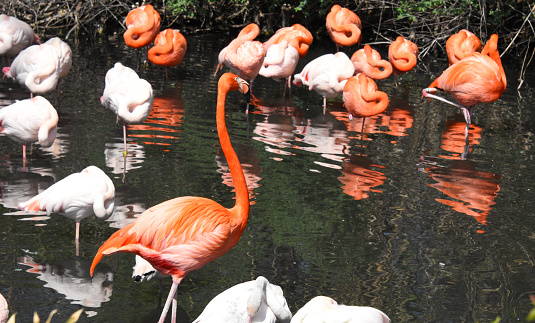 A group of flamingos stand and show off their beauty