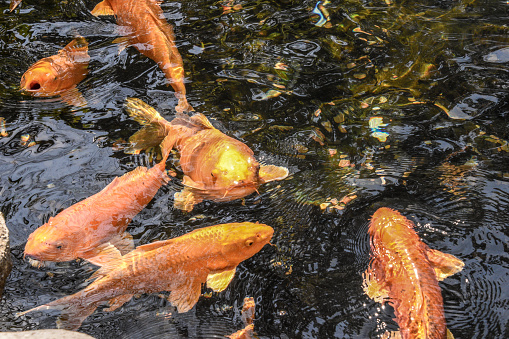 Koi fish make there way around the pond.