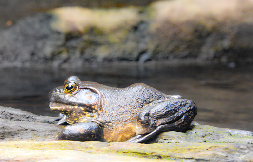 A toad sits on a rock resting.