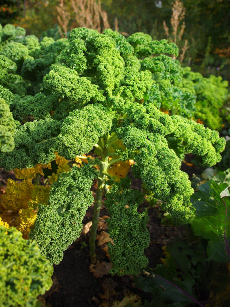 istock Green Curly Kale - Garden 2114698119