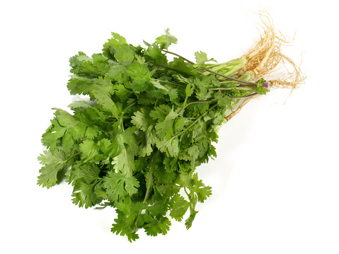 Cilantro Roots with Leaves on white Background