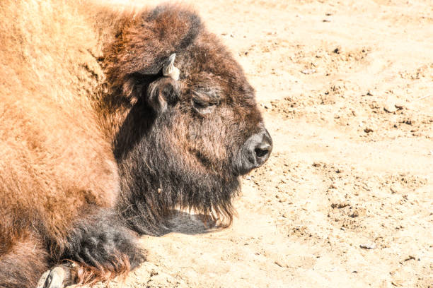 Close up profile view of a buffalo.