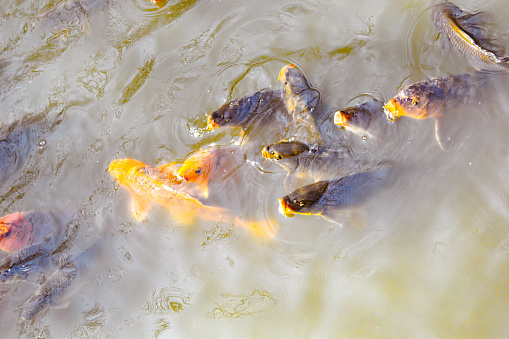 Goldfish in aquarium fish pond close up