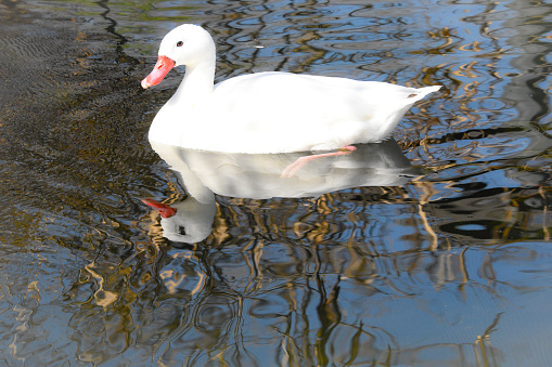 Picture of a snow goose swimming across a lake reflecting their beauty upon the lake.