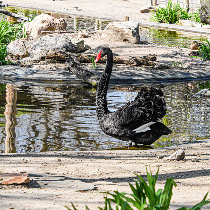 A beautiful black swan guides across the water, displaying its beauty.