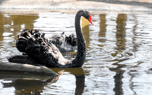 A beautiful black swan guides across the water, displaying its beauty.