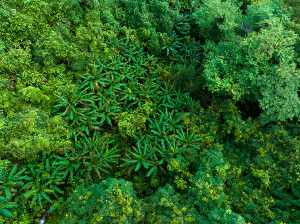 istock Aerial view of tropical forest in summer 2114706774