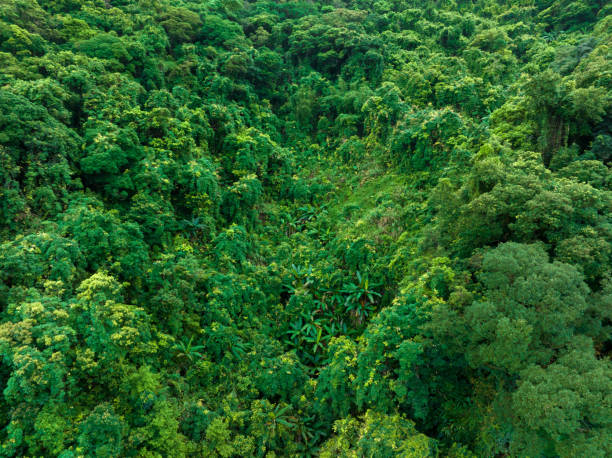 istock Aerial view of tropical forest in summer 2114707812