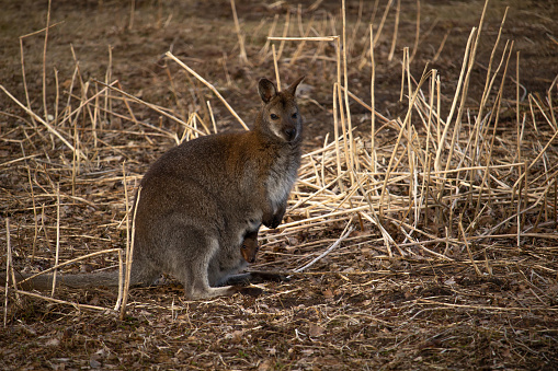 Single swamp wallaby in the bush