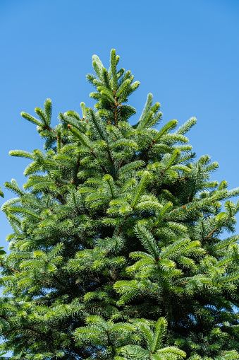 Blue spruce Picea pungens with young light green shoots against a blue spring sky. Close-up. young shoots. Nature concept for design. Place for your text. Selective focus. Christmas concept.