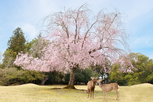 Deer family with cherry blossoms