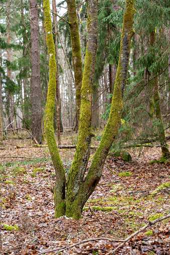 Tree with three trunks covered in moss Kumla Sweden March 20 2024