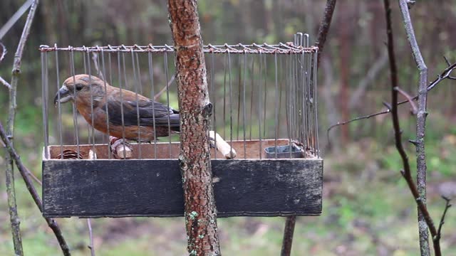 Fowler holds cage with crossbill for decoy bird