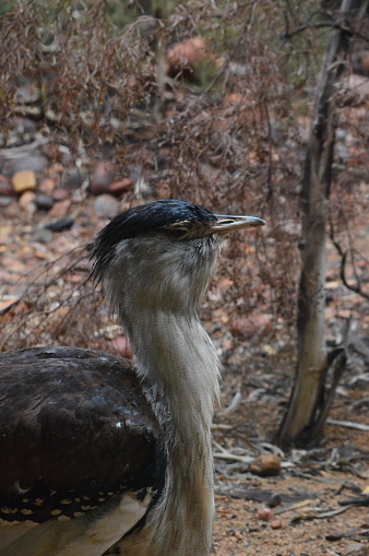 A large cassowary  looking like a prehistoric bird