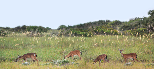 Several white-tailed deer (Odocoileus virginianus) in the dunes of Georgia, USA, copy space