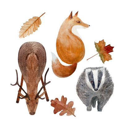 Deer fox badger leafs watercolor set isolated on white. Hand drawn high quality art with wild animal in simple flat style for woodland kids designs, textile, interior decor stickers, cards and tote bags