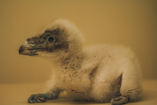Young Bearded vulture (Gypaetus barbatus) young chick taken from the nest. The rare bird of prey protected species