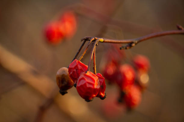 Hibiscus berries holding onto the branch into winter