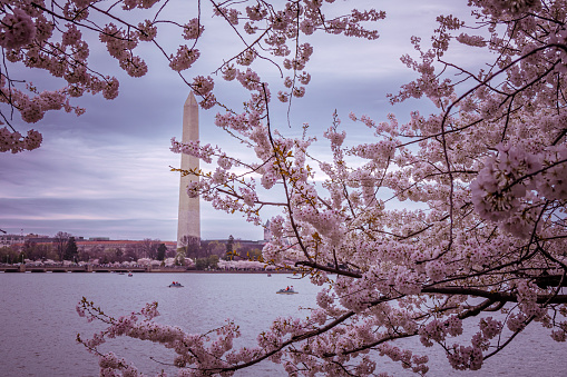 Washington DC during Cherrry Blossom Festival