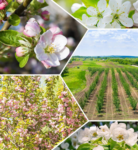 A blooming branch of apple tree in spring garden, nature and eco