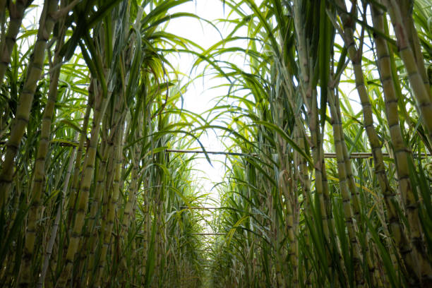 istock Sugarcane field with plants growing 2114771152