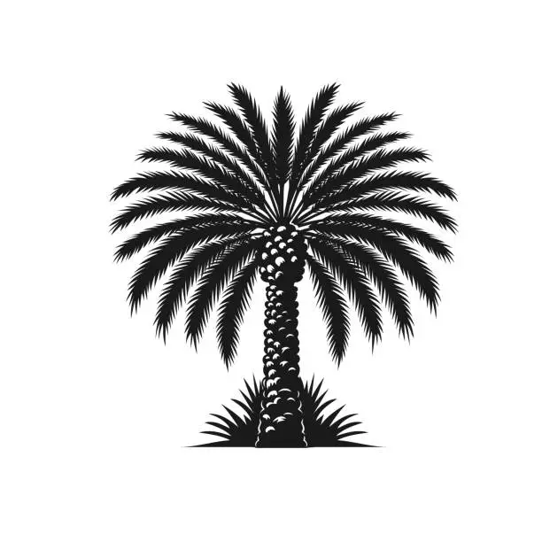 Vector illustration of date palm trees Hand drawn vector