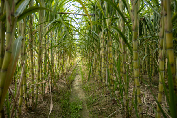 istock Sugarcane field with plants growing 2114775987
