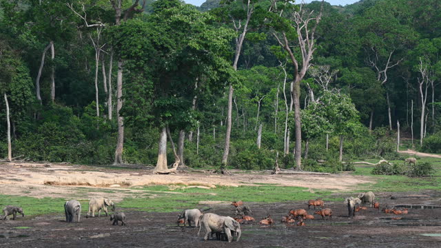 Forest elephants, Bongos and Forest Buffalos at Dzanga Bai