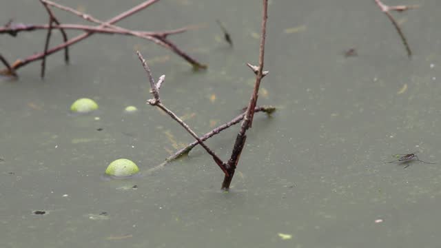 Pond is shallow, covered green algae, water measurer