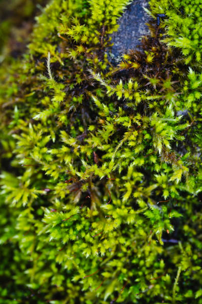 istock Macro of green moss 2114804518