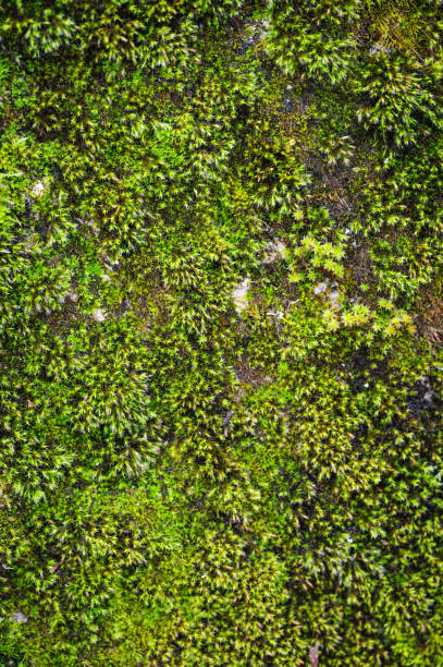 Moss, Forest, Close-up,