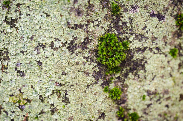 Lichen, Fungus, Macrophotography, Extreme Close-Up